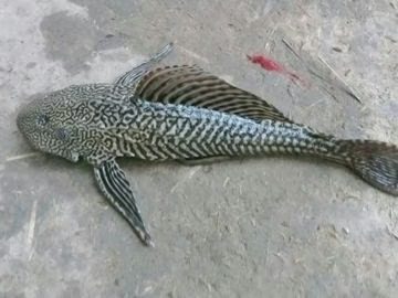 FISH Console Crptech