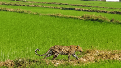 20260211 172246 Console Crptech