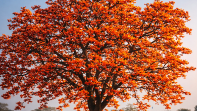 20260301 112424 Console Crptech